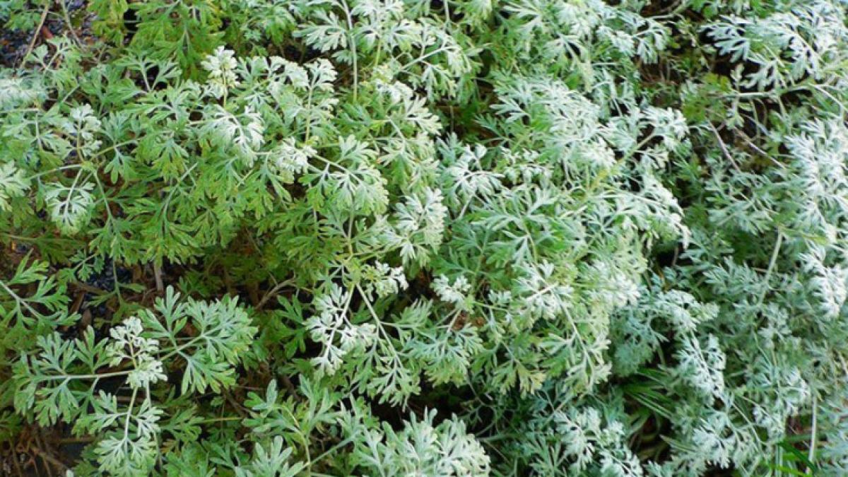 pelin_dulce_07040800