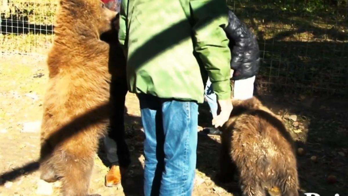 distrac ie maxima intre doi ursule i i un senator imaginile zilei video