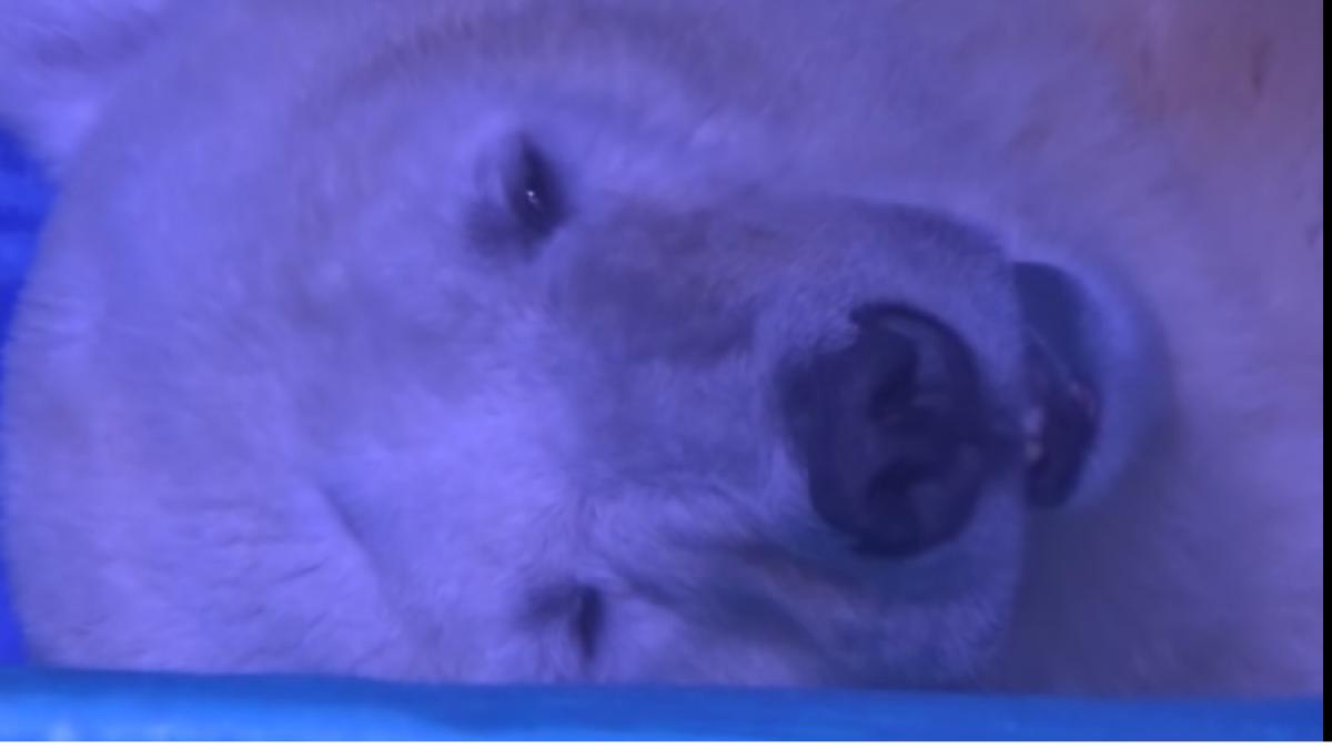 imaginile durerii un senator acuza carda ie generala a autorita ilor to i tac video