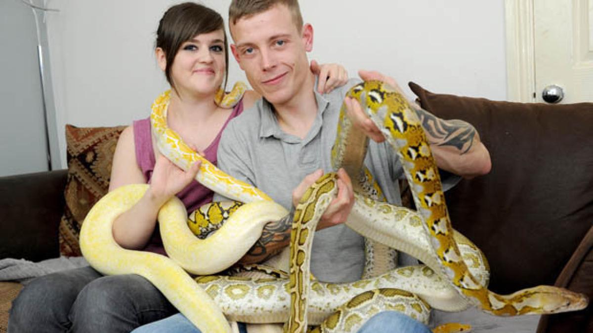 couple_snakes_555362_96343300