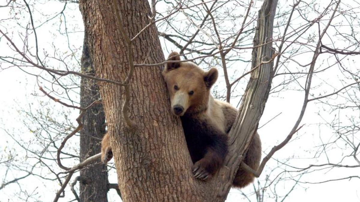 rezervatie_ursi_04310400