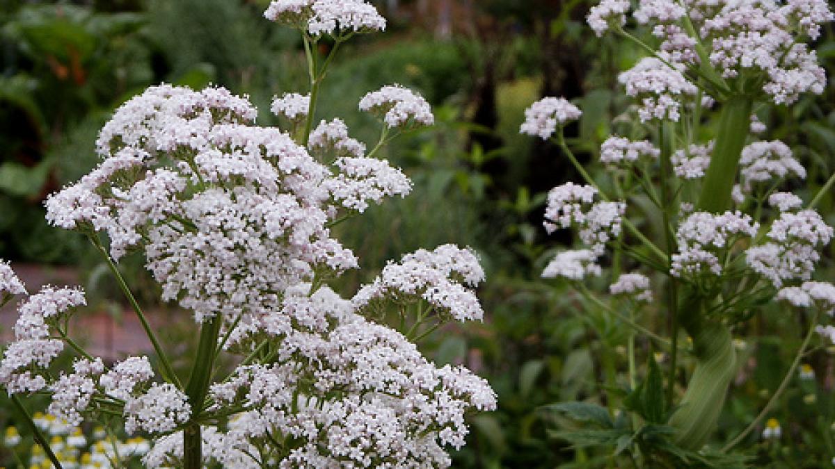 valeriana_floare_81504200