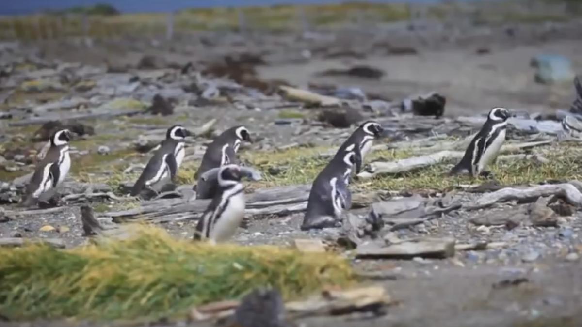 ce se intampla cand un pinguin i i gase te partenera cu amantul video ocant
