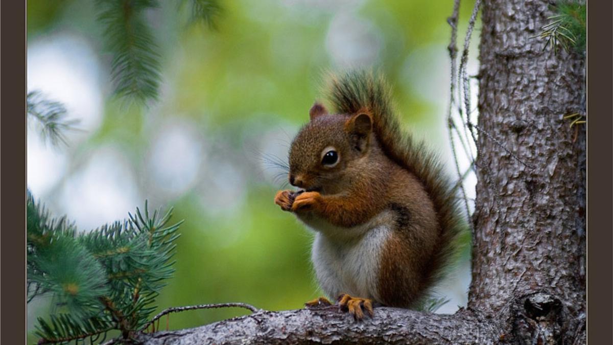 poze_animale_salbatice_veverita_micuta_92264400