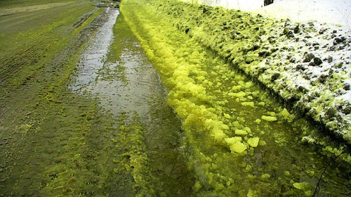 3ae4621200000578_3987374_image_a_2_1480531411978_23577500