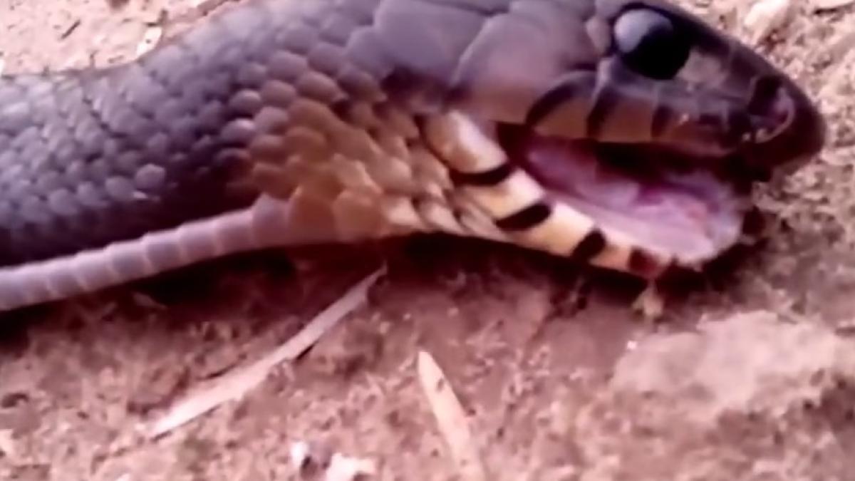 sarpe_indigo_39293800