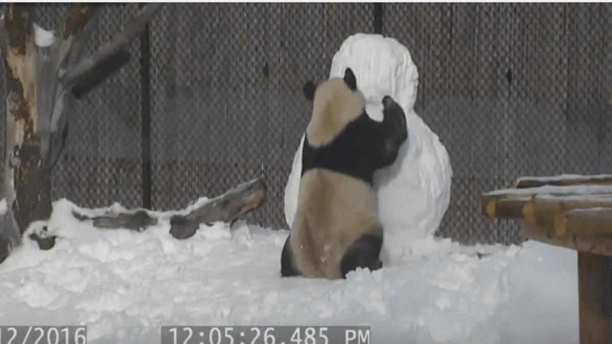 urs_panda_dcnews_97441200