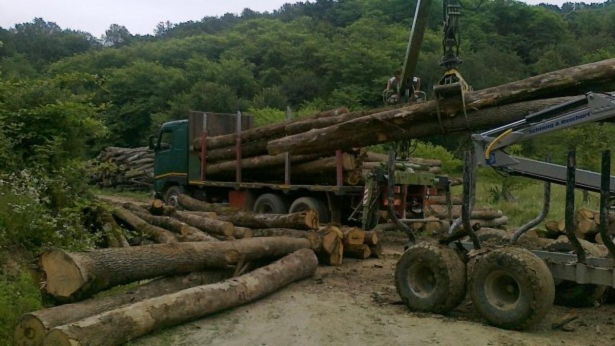 cod_silvic_45118100_46754500