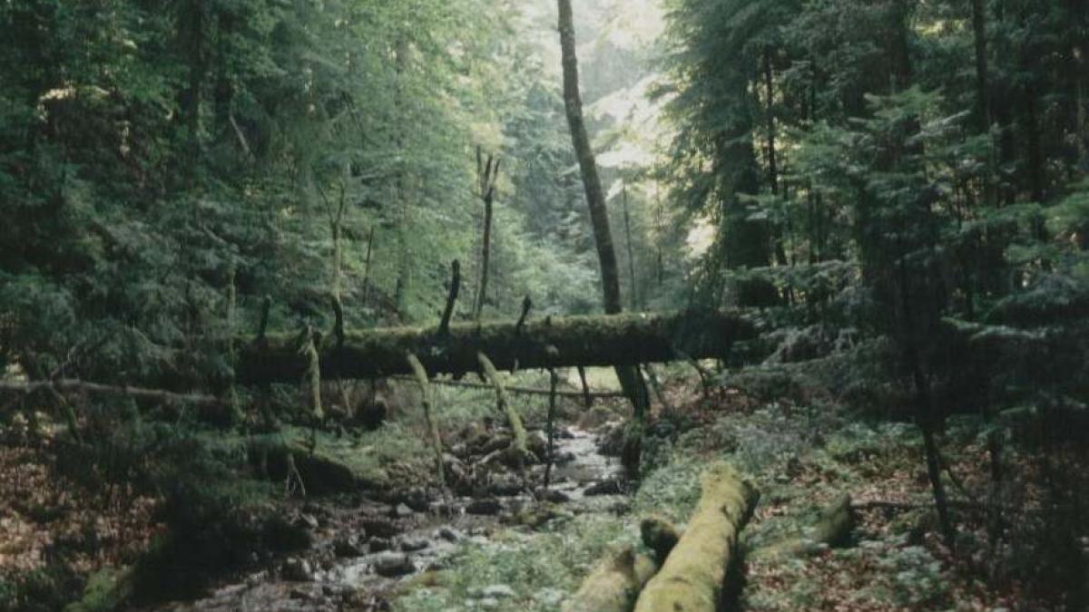 borza din paduri i teren arabil romania a pierdut 90 de miliarde de euro