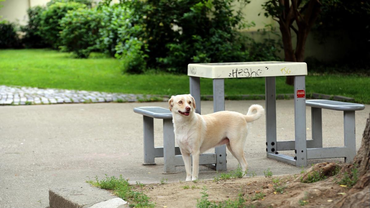 press_release_huendin_buc_44538300