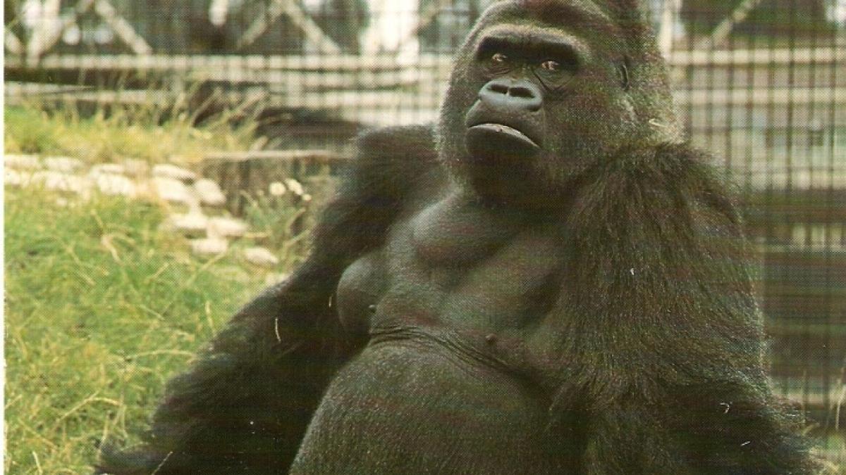 gorila_23701600