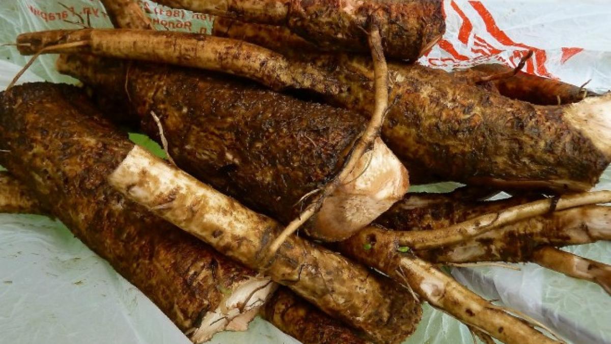 radacina_brusture_58788600