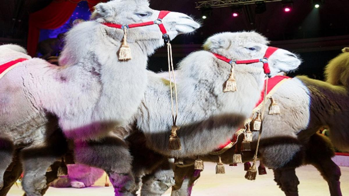 circul_globus_12234500