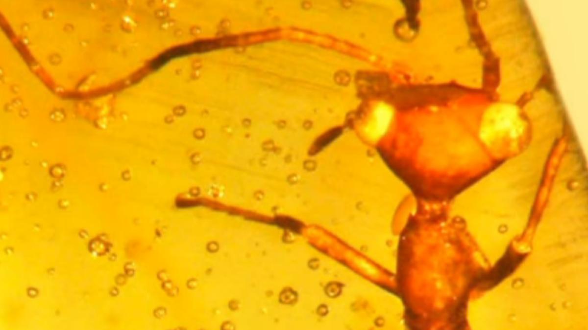 insecta extraterestra descoperita in chihlimbar decizia cercetatorilor