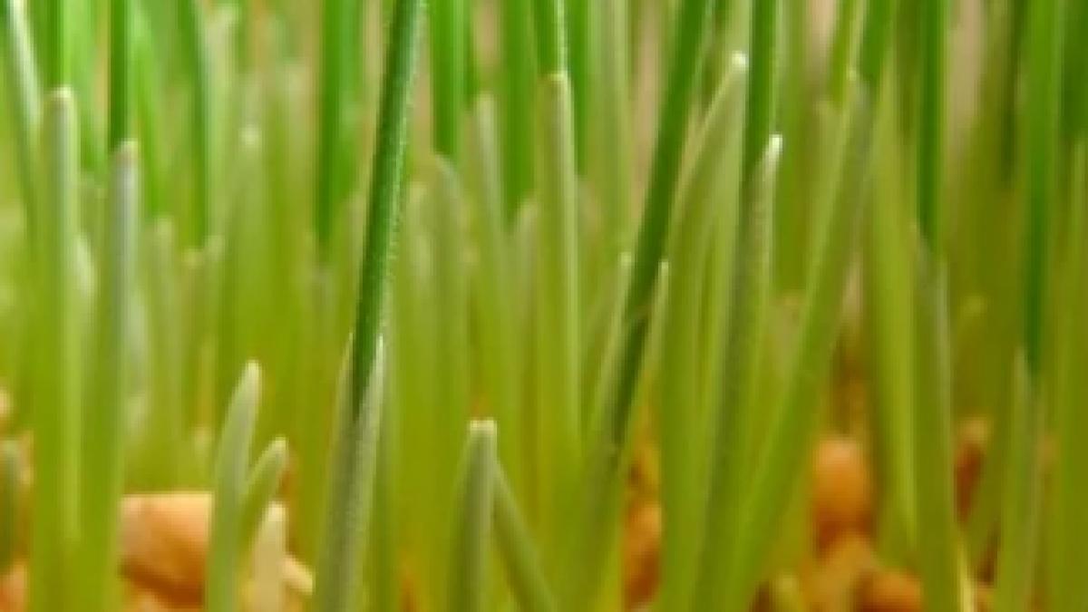 capturaprc-ccprc-86_de_ecran_din_2017_02_03_la_22_21_37_39315200