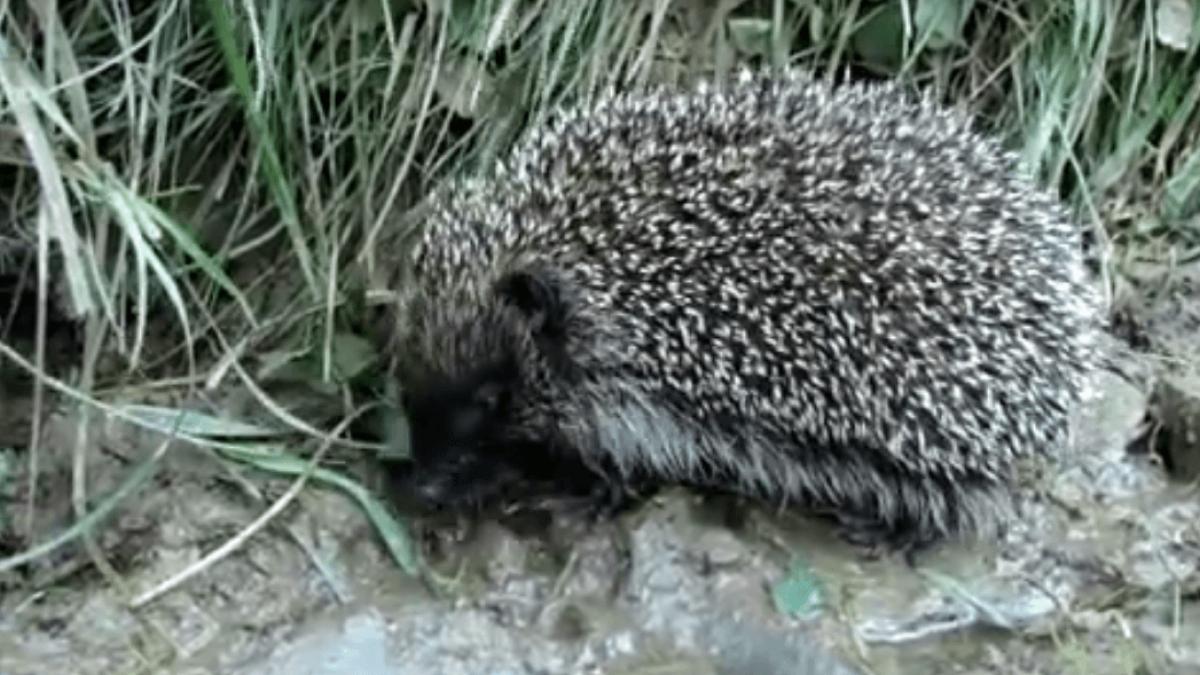 arici_dcnews_05802200