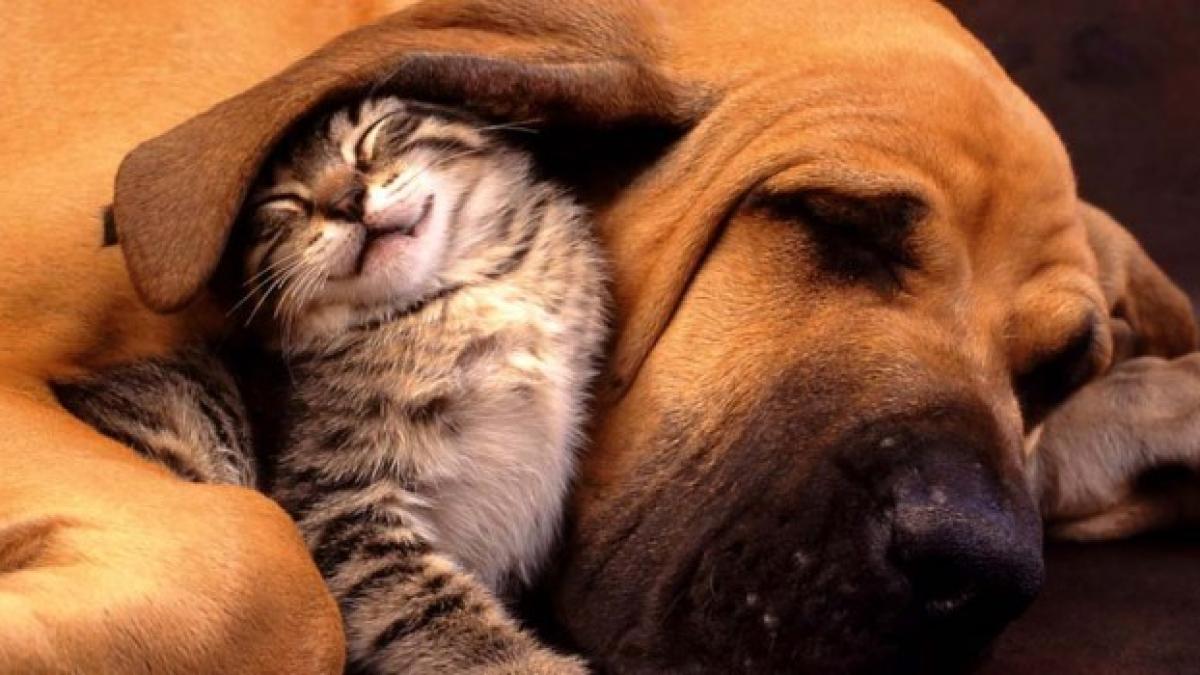 babesioza_la_caini_si_pisici_660x350_91571100