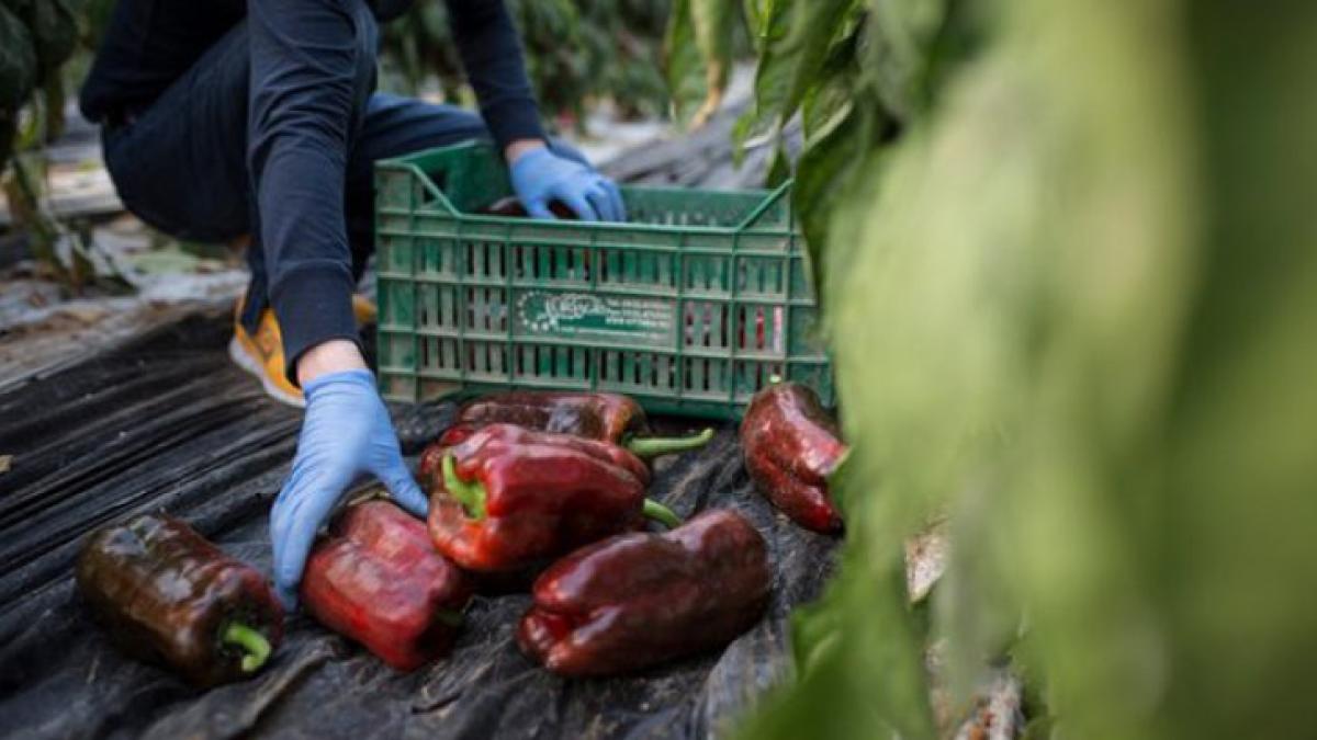 romance_italia_36379700_64642400