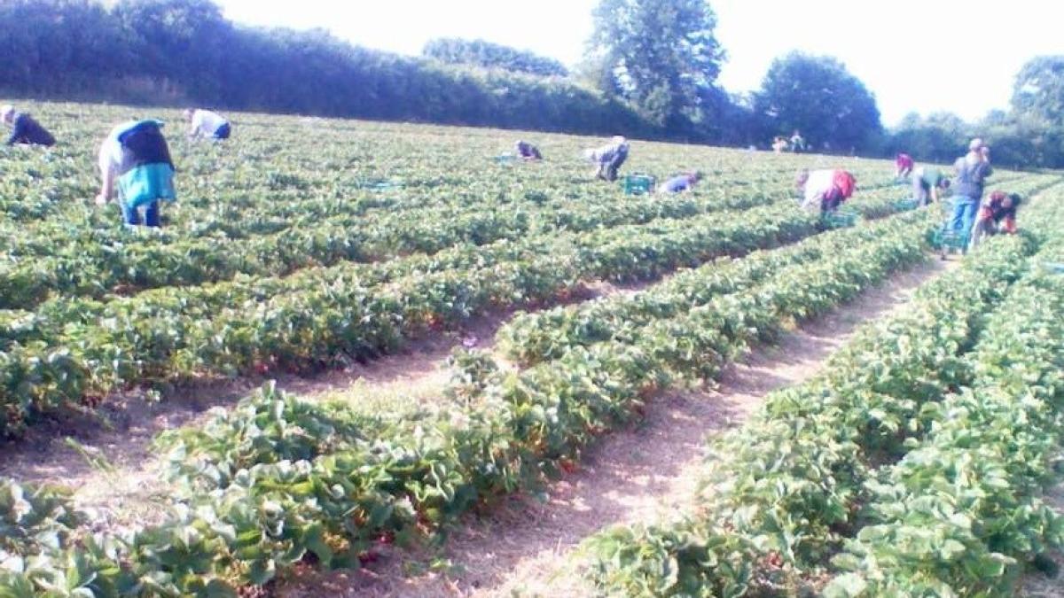 locuri_de_munca_muncitori_agricultura_71877900