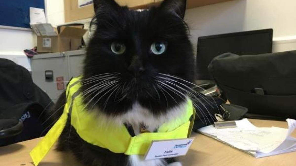 felix_pisica_angajata_promovata_80607300