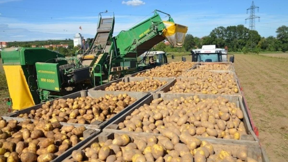 cartofi_austria_65986300