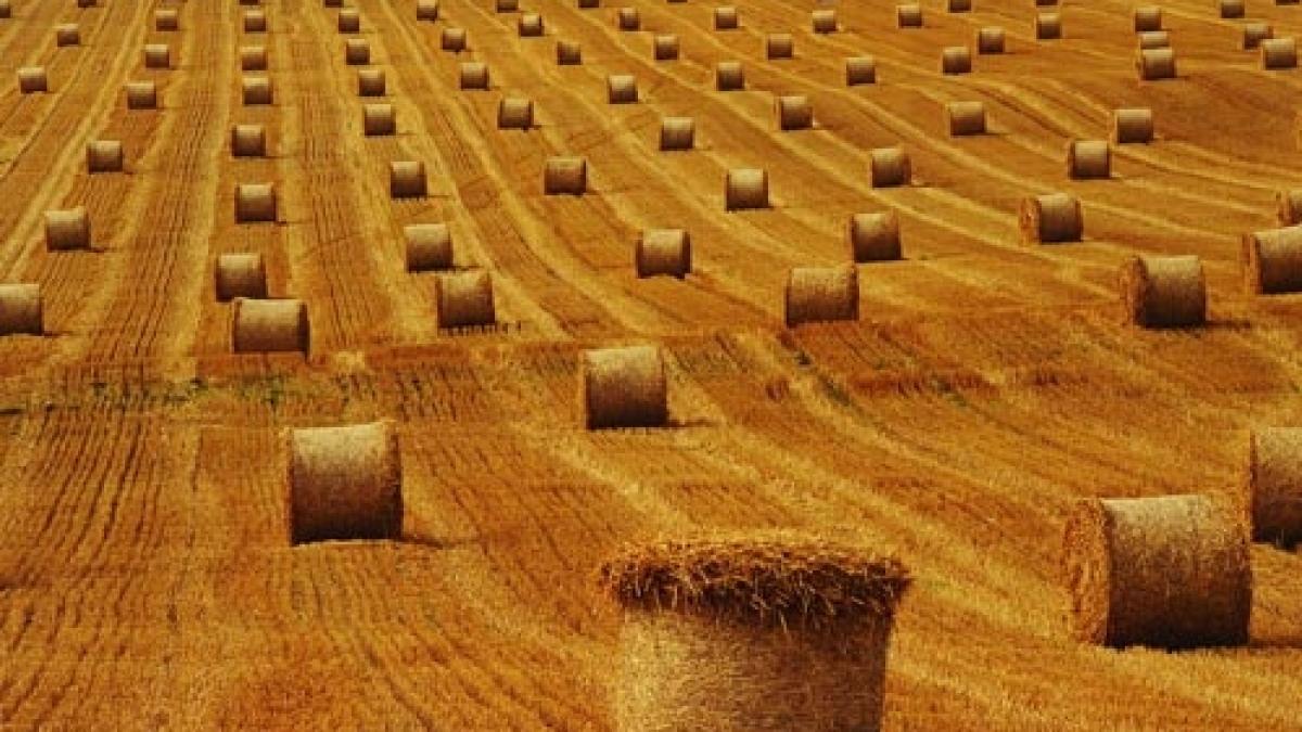 baloti_de_paie_13179900