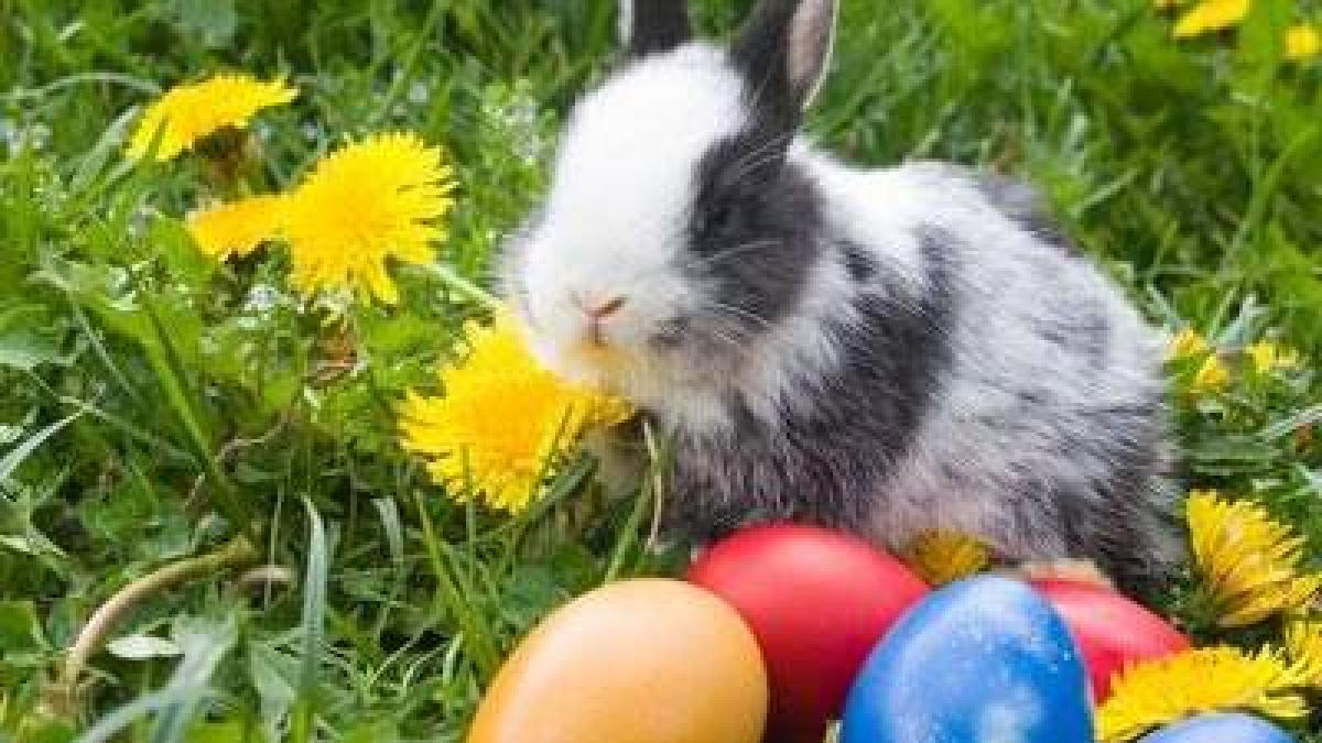 _b_meteo___b__iepurasul_de_paste_ne_aduce_soare_si_multe_grade_in_termometre_14693800