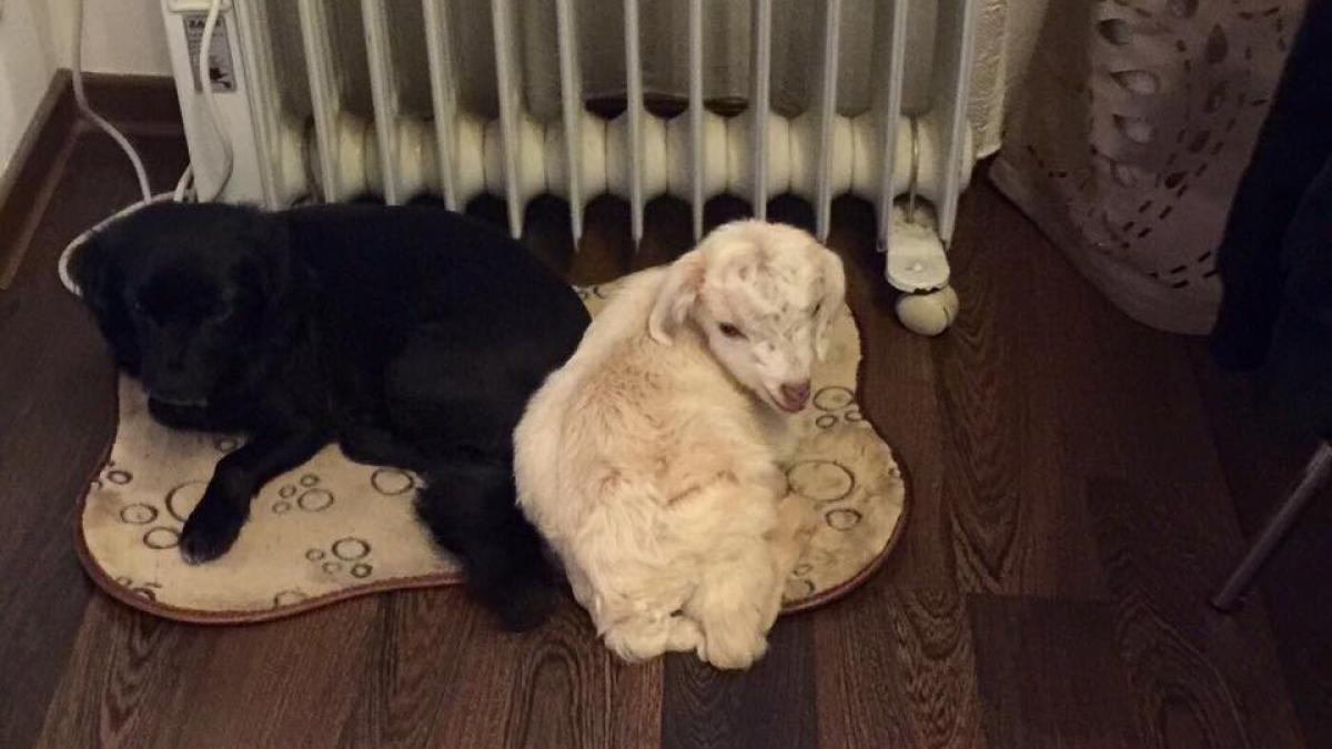 17904443_1476829602367262_3920850211322431876_n_60812800