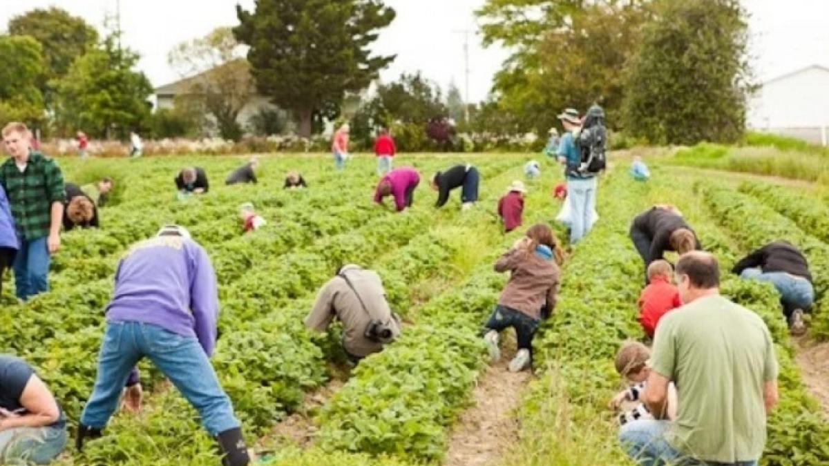 legea_zilierilor_19066800