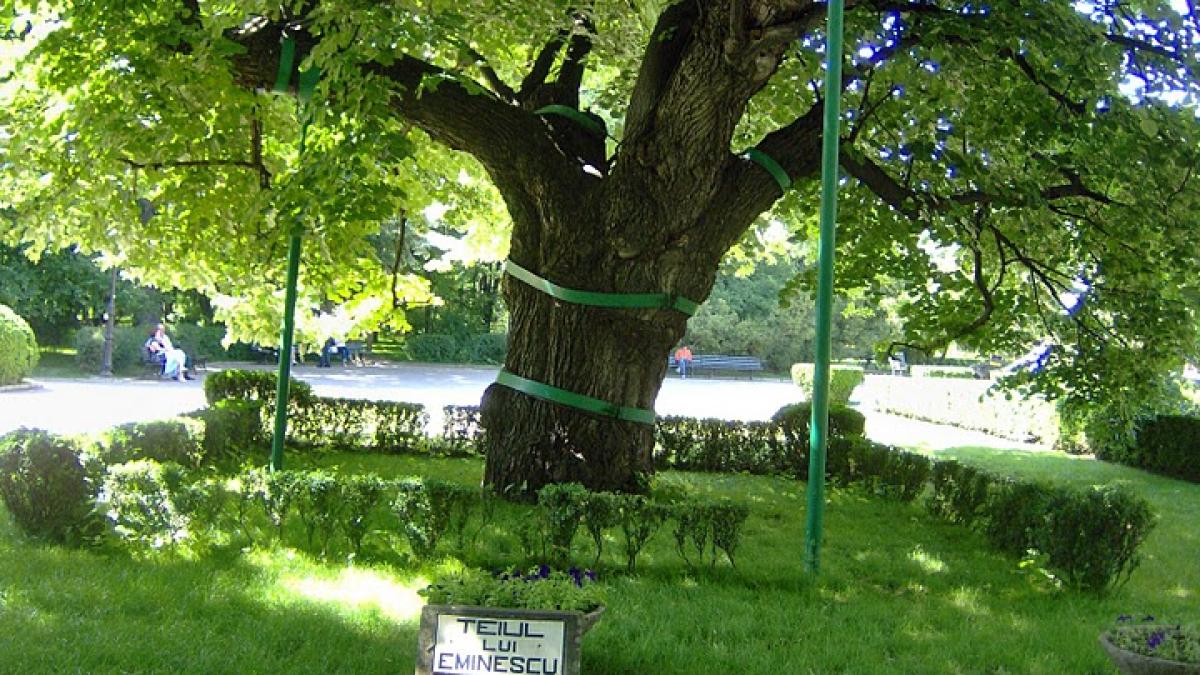 tei_eminescu_23920500