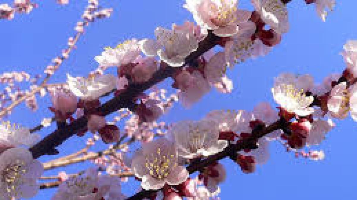 pom_in_floare_75070900