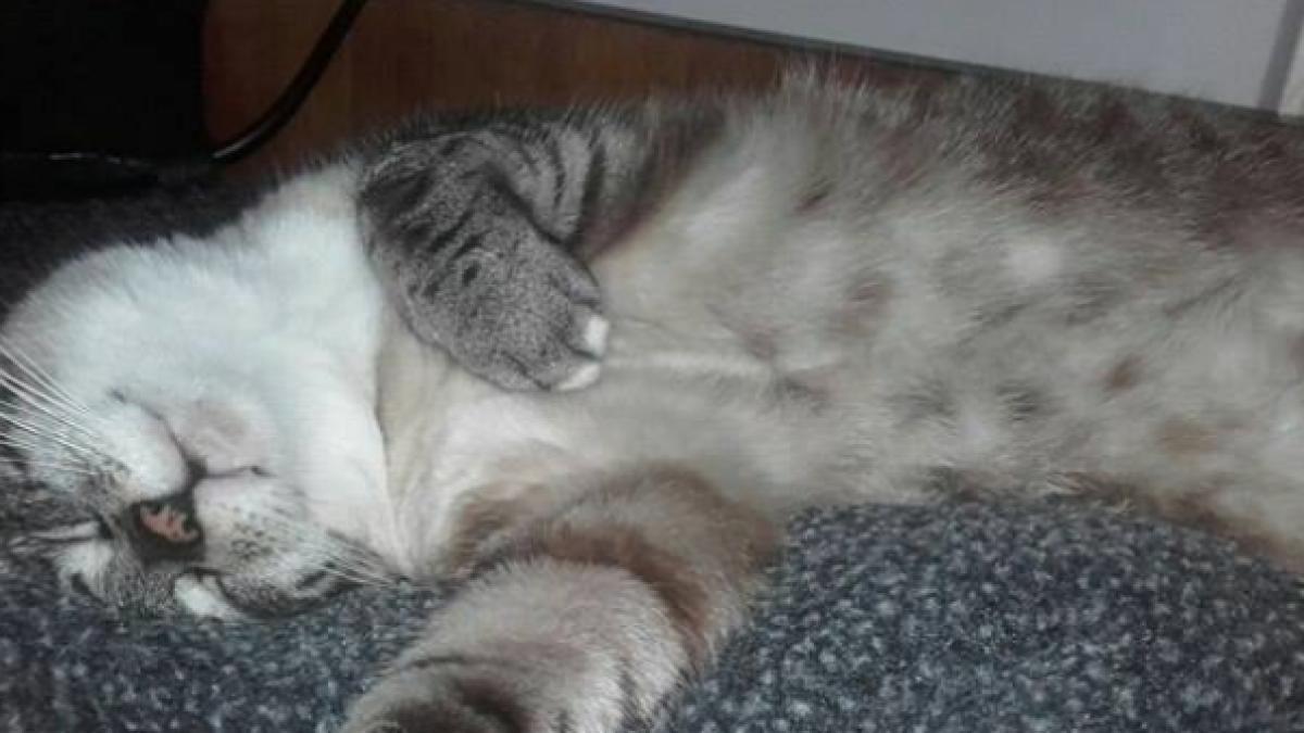 screen_shot_2017_05_22_at_21_15_10_64843200