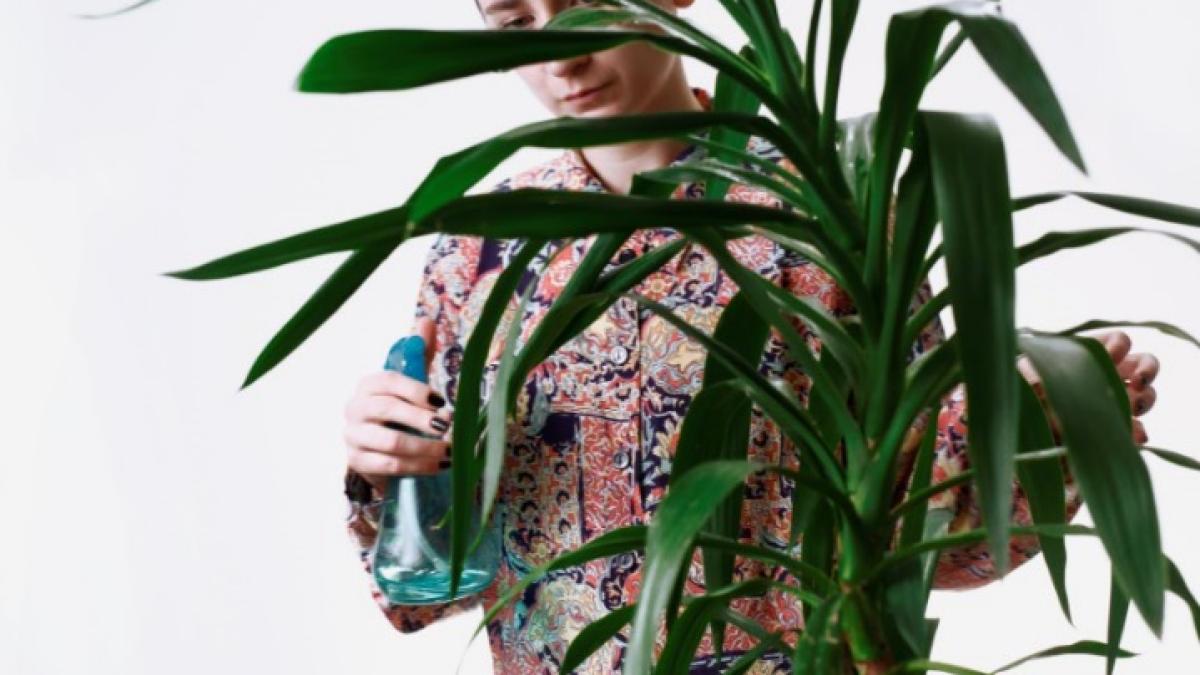 thelifeoftheplant_27863100