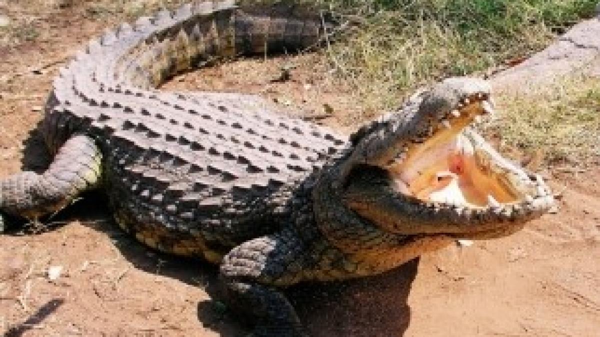 crocodil