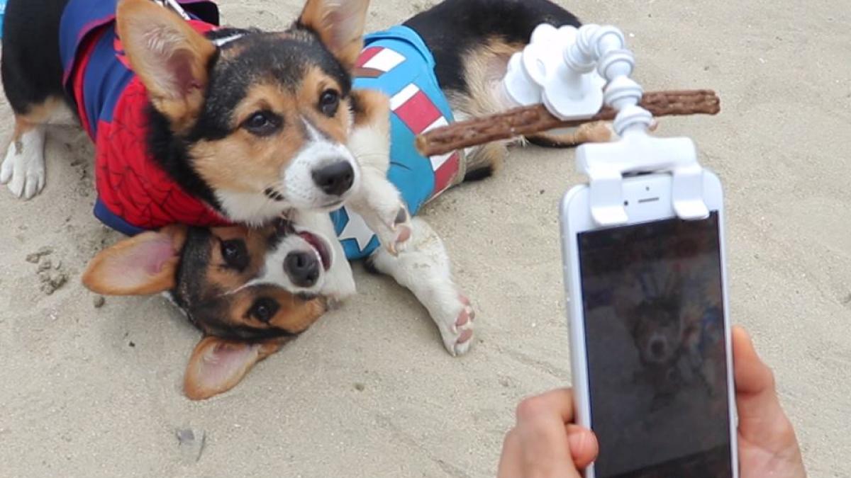 flexy_paw_foto_facebook_78221300