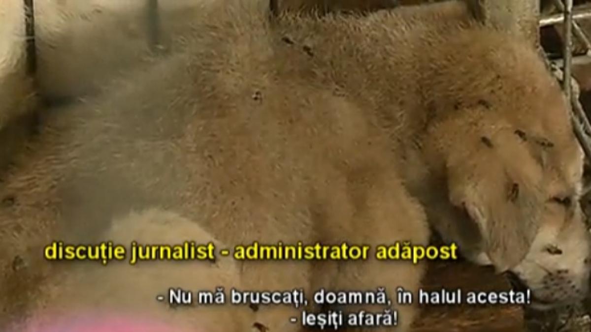 adapost_caini___sursa_foto_reporterntv_39559700