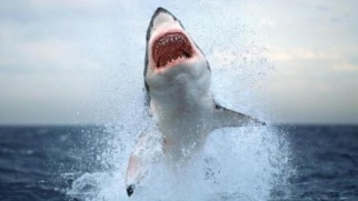 jumping-great-white-shark