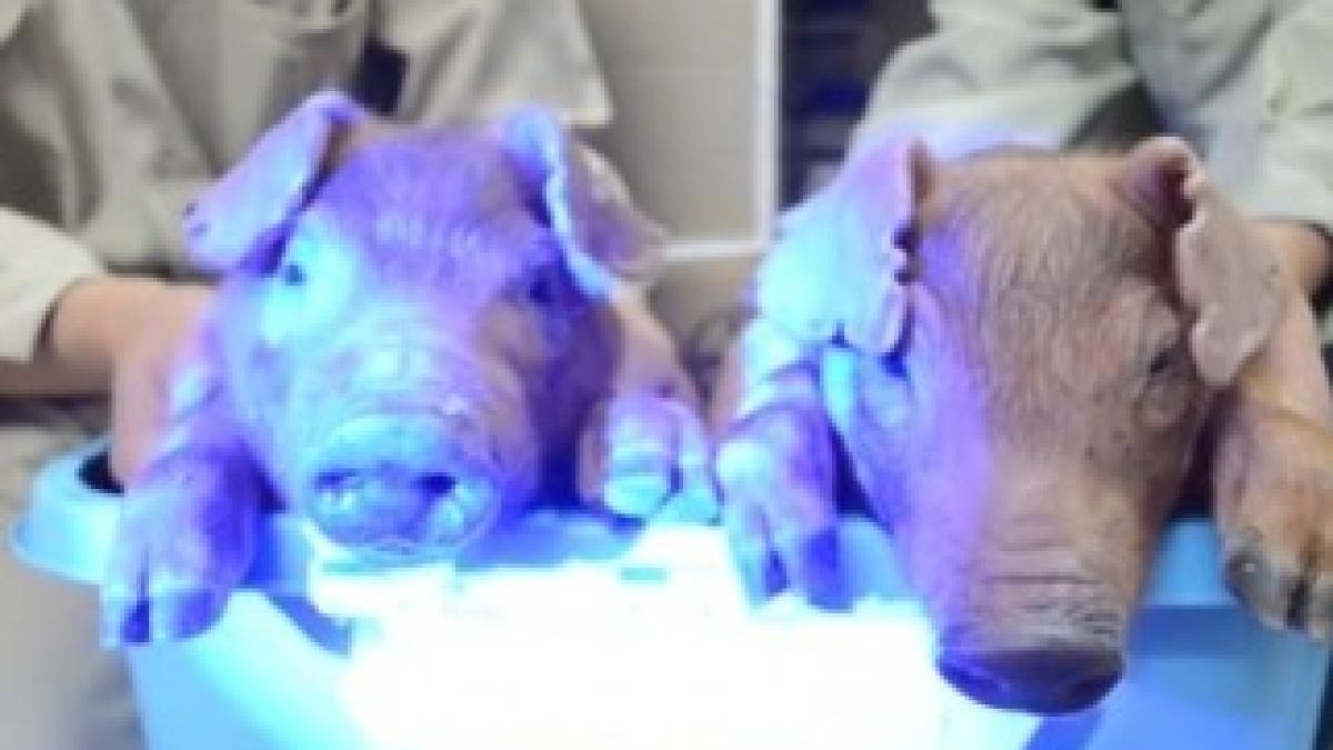 porci_fluorescenti