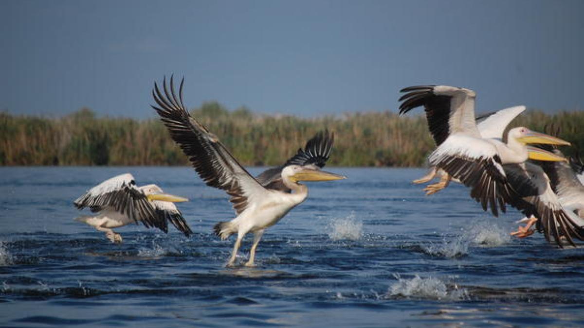 delta_dunarii_33233800