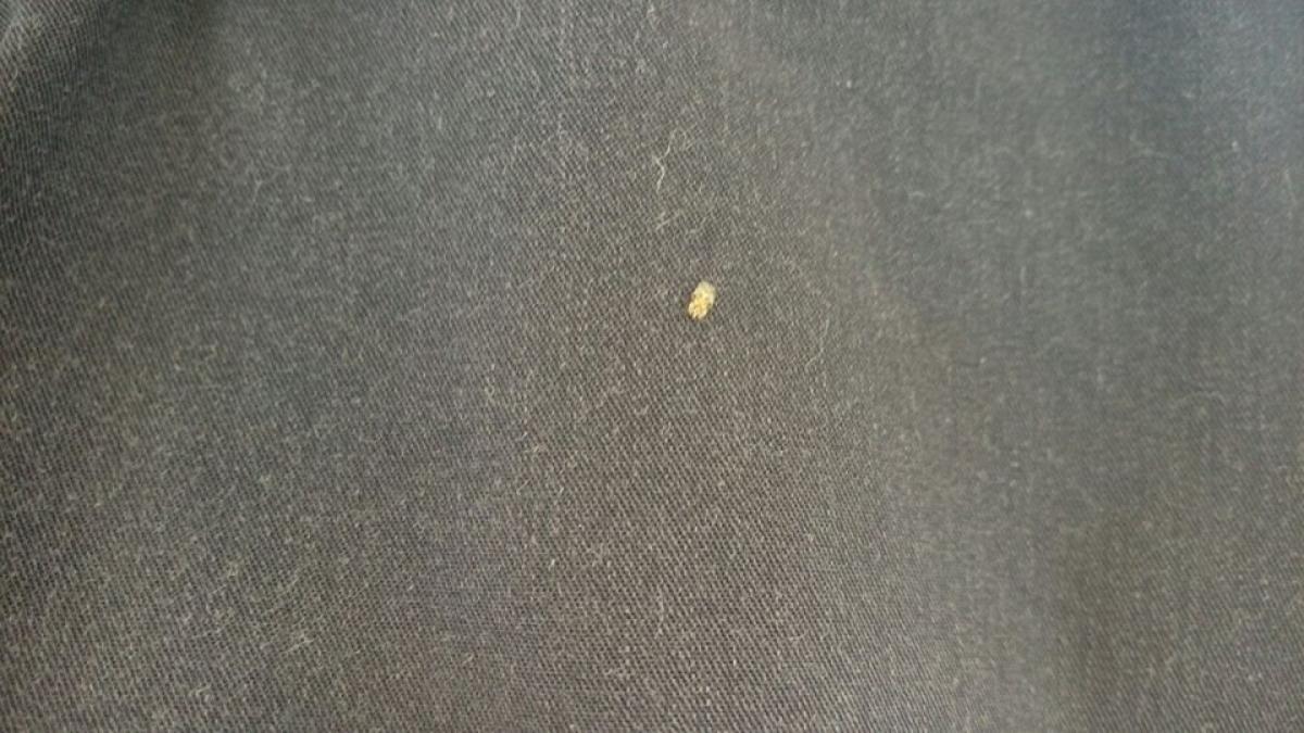 tigrul_platanului_63099400