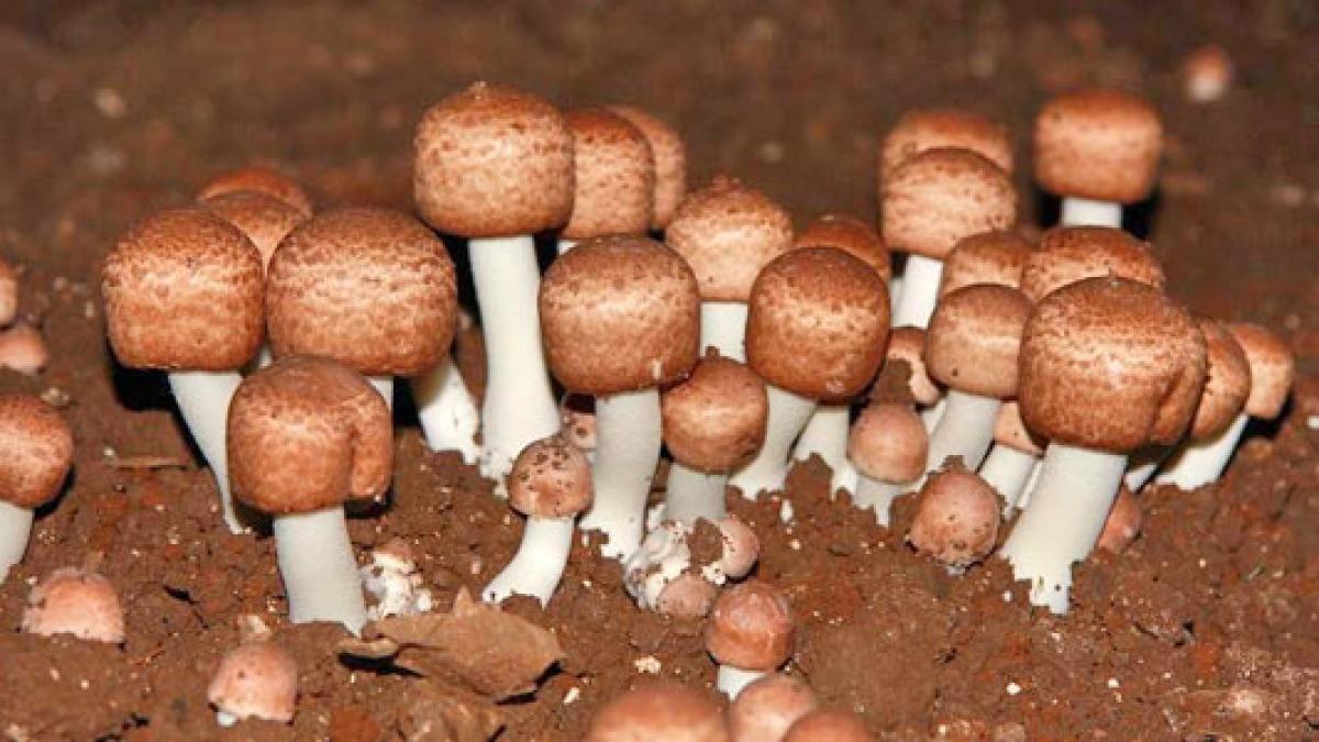 ciuperca_lui_dumnezeu_98473500