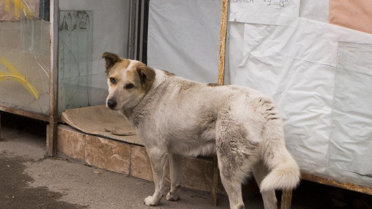 caini_depozite_11_97002000