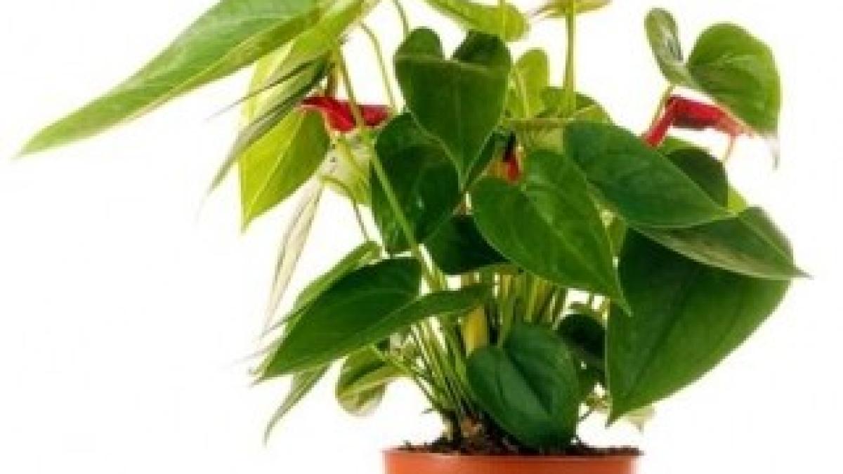 plante-care-ne-feresc-de-poluare