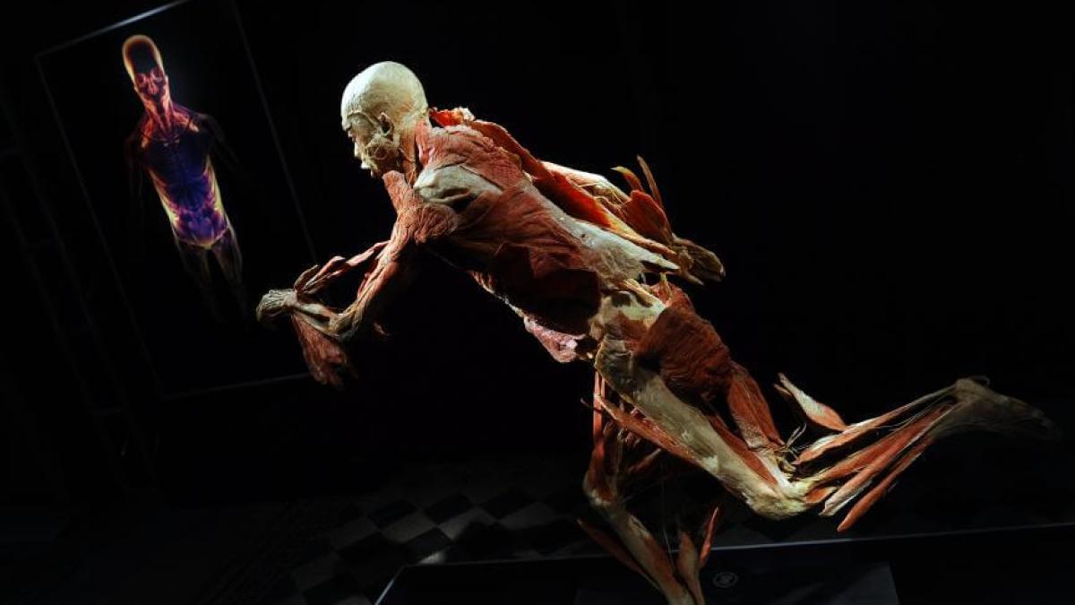 expozitia_the_human_body__dcnews_2_43384300