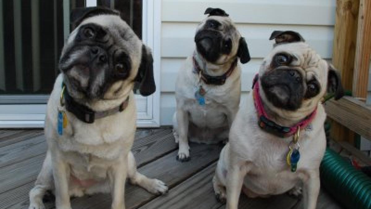 pugheadtilt_12104900