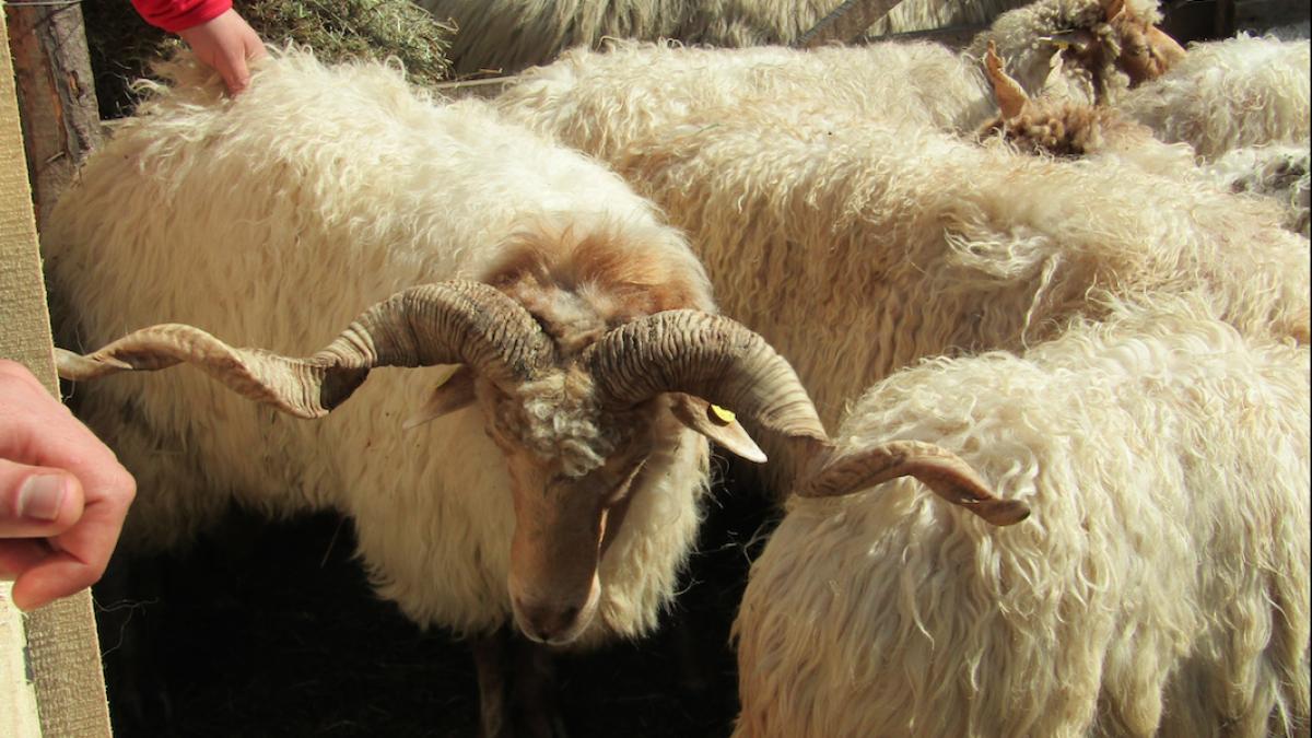 screen_shot_2017_10_02_at_15_49_50_91484900