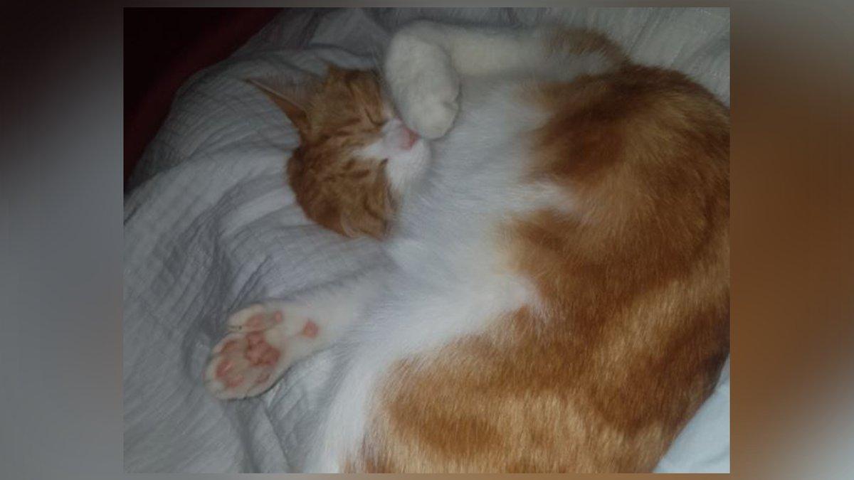 paddles_pisica_noua_zeelenda_twitter_58920200