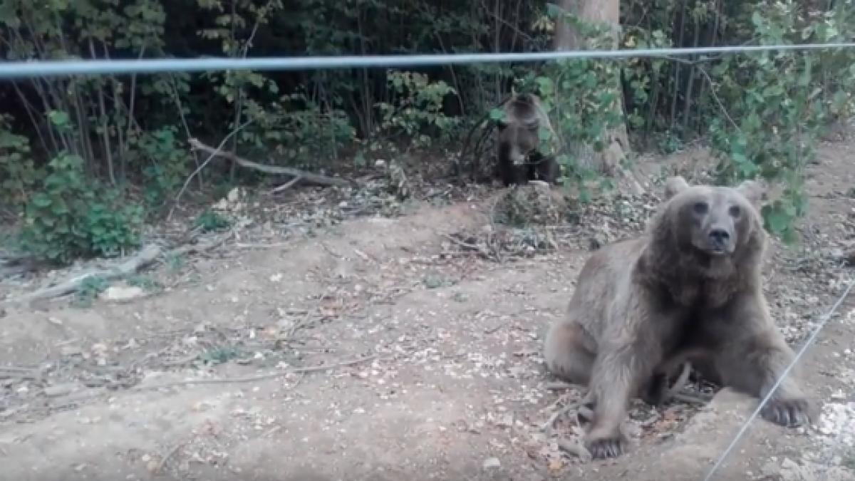 libearty zarne ti ur i distrac ie pe cinste cu lupul rock video