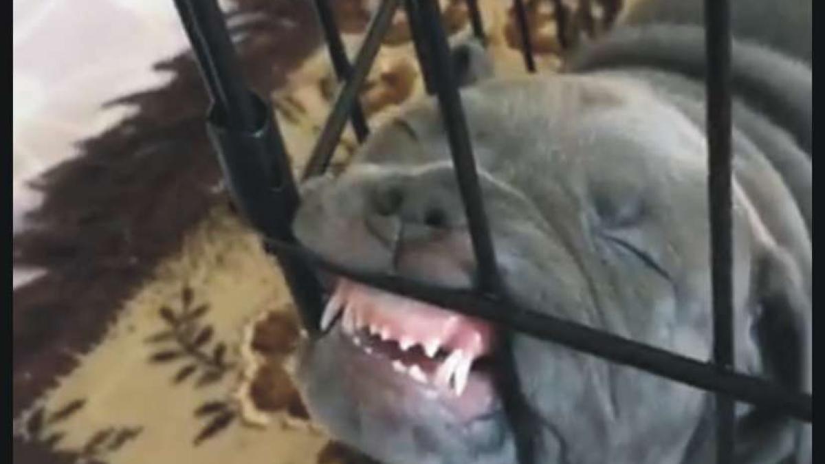 pitbull2_facebook_50611900