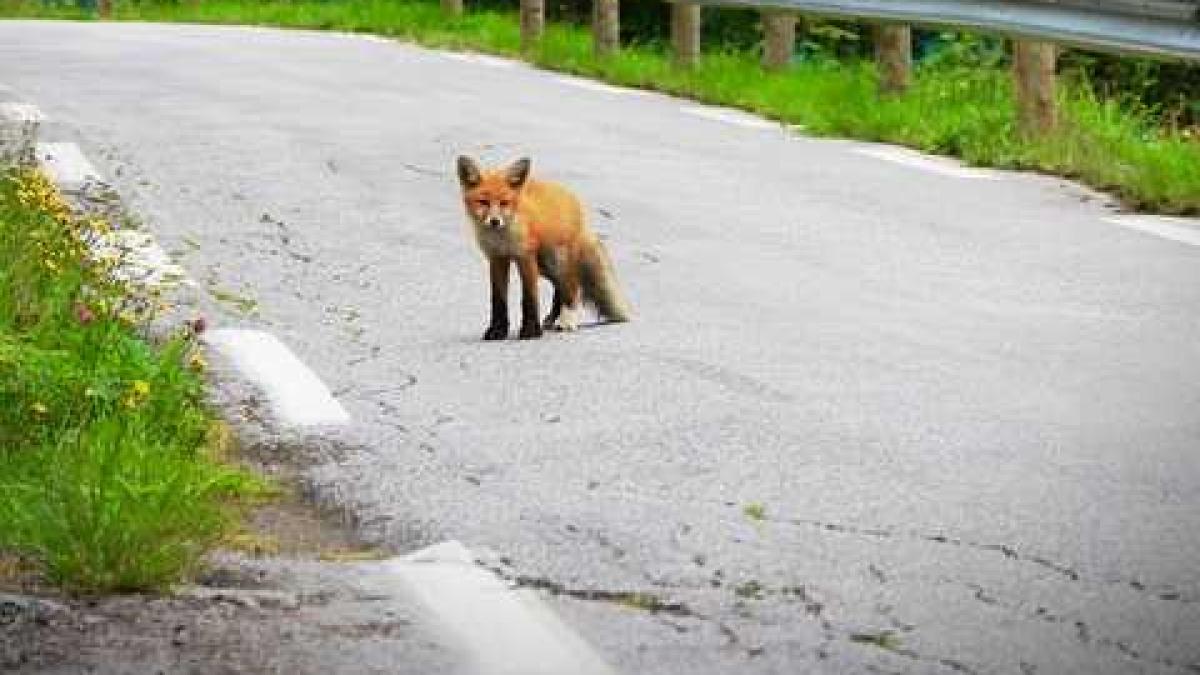 vulpe_strada_free_97061000